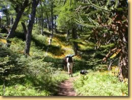Today learning Spanish, next day you hike National Park Huerquehue - learning Spanish at Language Pucon.